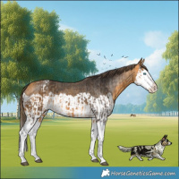 Horse Color:Buckskin Splash  and Buckskin Splash Appaloosa 
