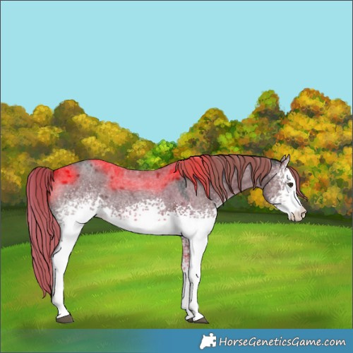 Horse Color:White Spotted Liver Red Dun Roan 