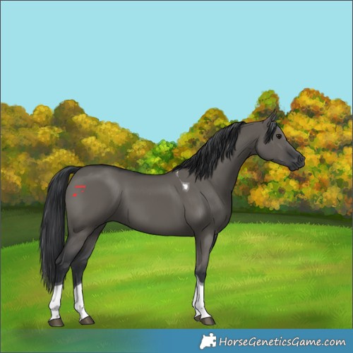 Horse Color:Grullo Tobiano