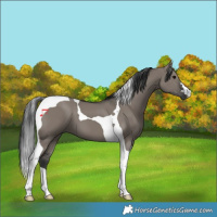 Horse Color:Grullo Tobiano