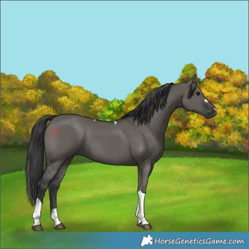 Horse Color:Grullo Tobiano