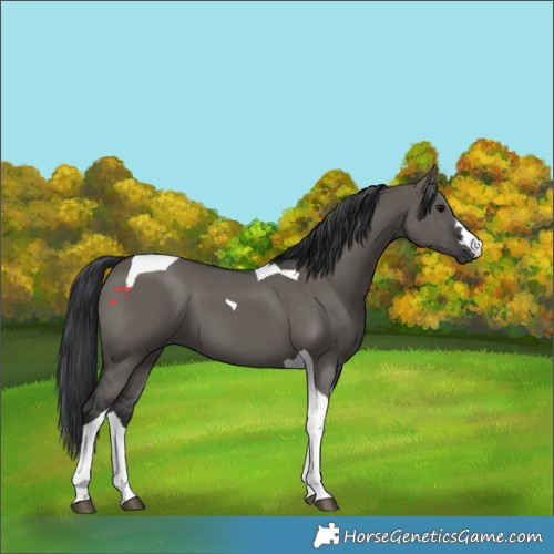 Horse Color:Grullo Tobiano