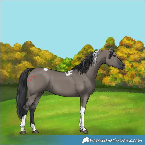 Horse Color:Grullo Tobiano 