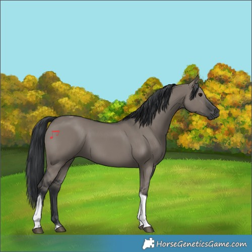 Horse Color:Grullo Tobiano