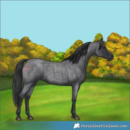 Horse Color:Blue Roan