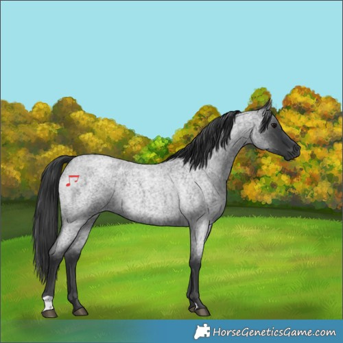 Horse Color:Blue Roan