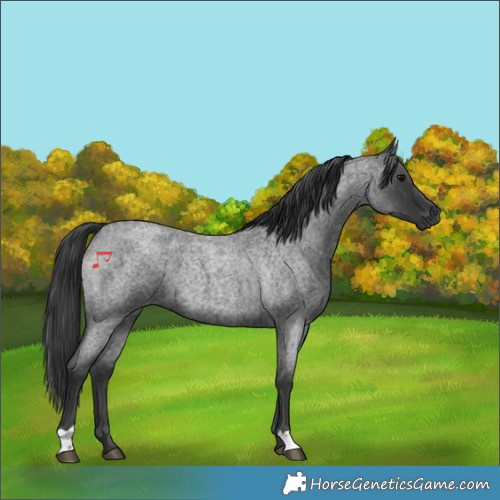 Horse Color:Blue Roan