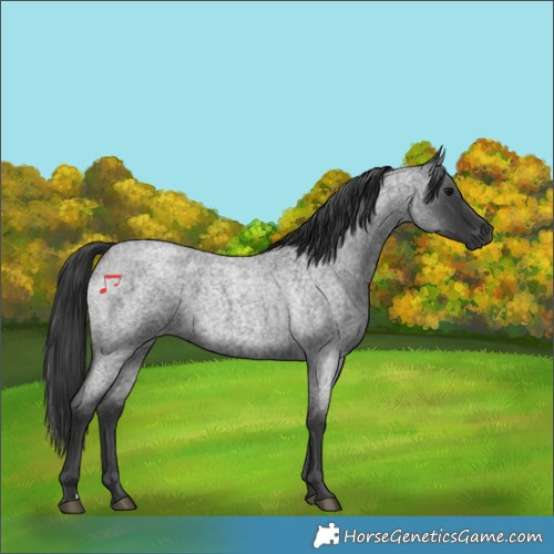 Horse Color:Blue Roan