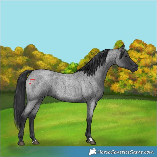 Horse Color:Blue Roan 