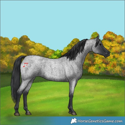 Horse Color:Blue Roan 