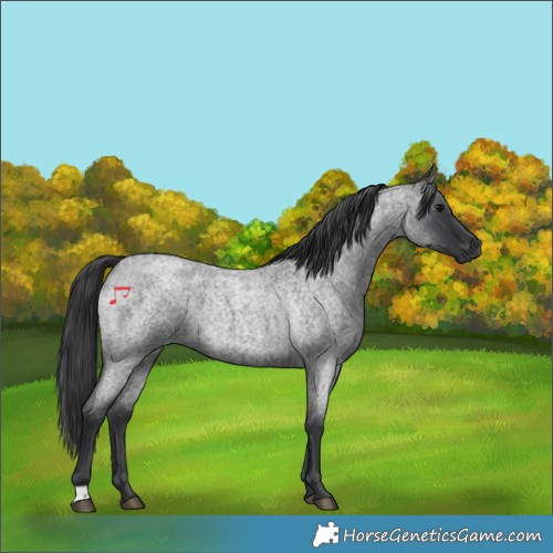 Horse Color:Blue Roan 