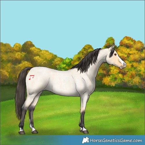 Horse Color:Buckskin Roan Dun Splash 