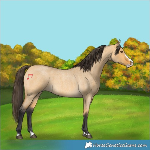 Horse Color:Buckskin Roan Dun Splash 