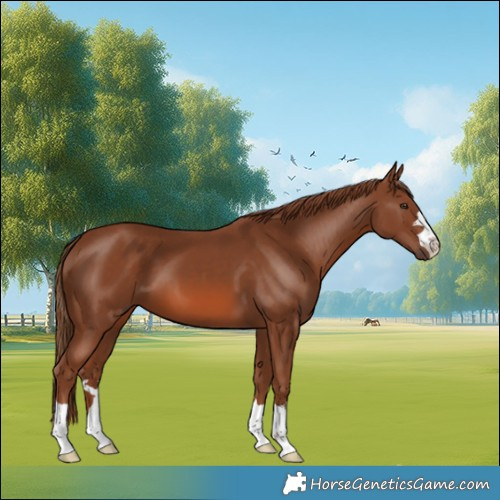 Horse Color:Chestnut 