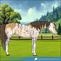 Horse Color:Buckskin Splash  and Amber Cream Champagne Splash 