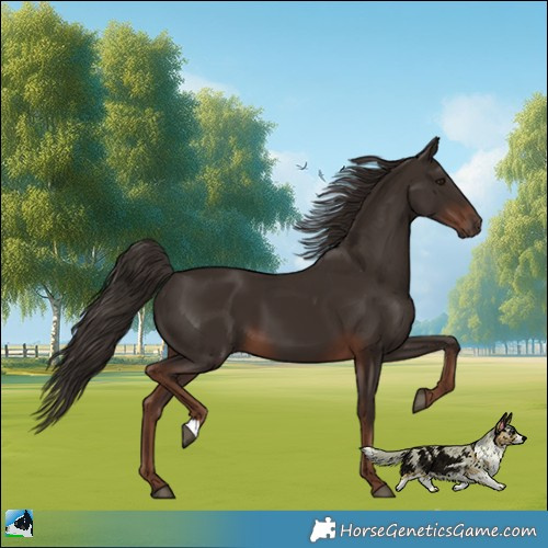 Horse Color:Liver Chestnut 