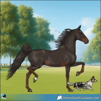 Horse Color:Liver Chestnut 