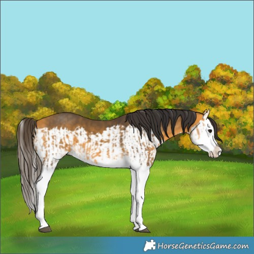 Horse Color:Buckskin Splash  and Buckskin Splash 