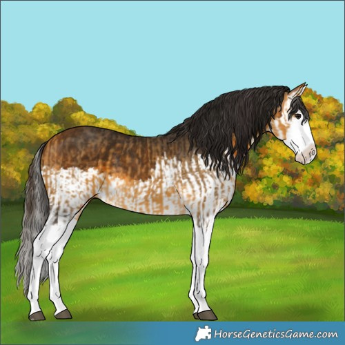 Horse Color:Buckskin Splash  and Gray Buckskin Splash 