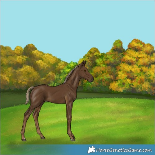 Horse Color:Chocolate Palomino