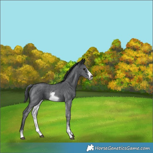 Horse Color:White Spotted Black Sabino Frame