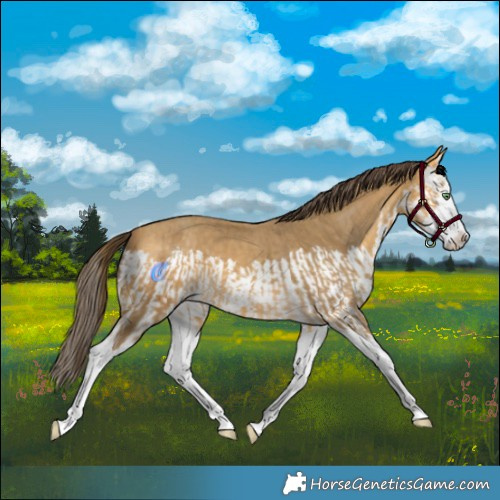 Horse Color:Amber Cream Champagne Splash  and Amber Cream Champagne Splash 