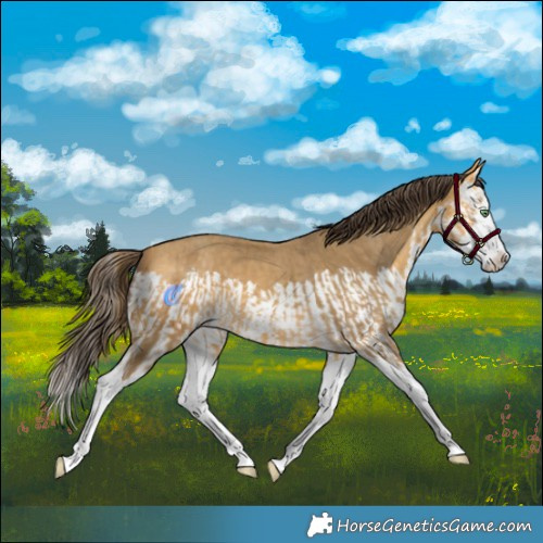 Horse Color:Amber Cream Champagne Splash  and Amber Cream Champagne Splash 