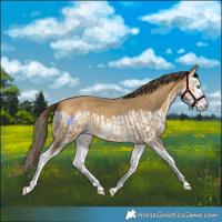 Horse Color:Amber Cream Champagne Splash and Amber Cream Champagne Splash