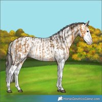 Horse Color:Buckskin Splash  and White Spotted Buckskin Splash 