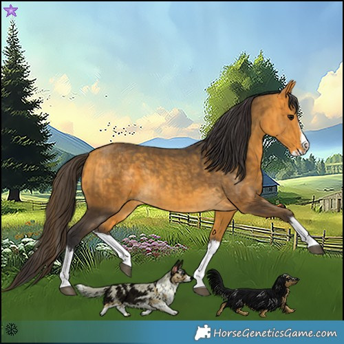 Horse Color:Buckskin Splash and Buckskin Splash