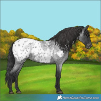 Horse Color:Blue Roan Appaloosa 