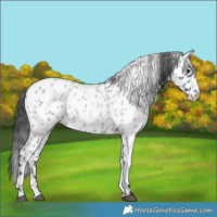 Horse Color:Blue Roan Appaloosa