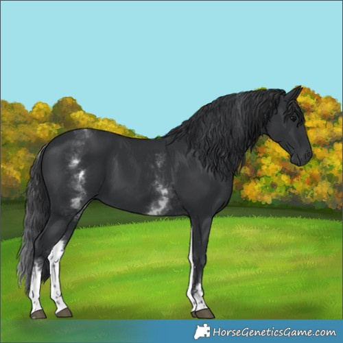 Horse Color:White Spotted Black