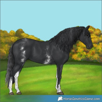 Horse Color:White Spotted Black