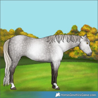 Horse Color:Gray Silver Blue Roan Rabicano 
