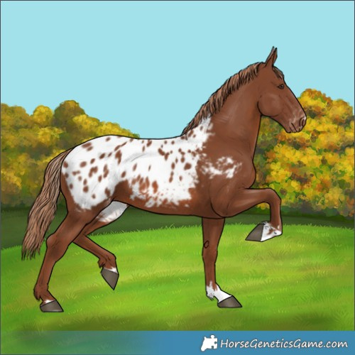 Horse Color:Chestnut Appaloosa 