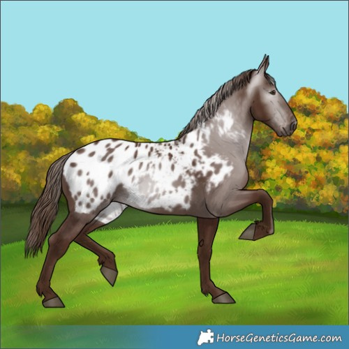 Horse Color:Gray Chestnut Appaloosa 