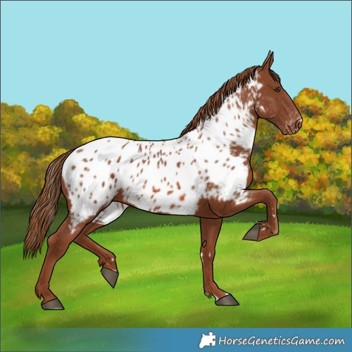 Horse Color:Chestnut Appaloosa 