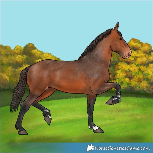 Horse Color:Bay Appaloosa 