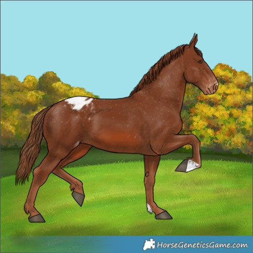 Horse Color:Chestnut Appaloosa 