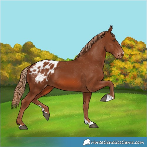 Horse Color:Chestnut Appaloosa 