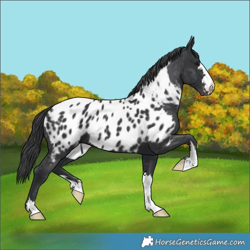 Horse Color:Black Appaloosa 