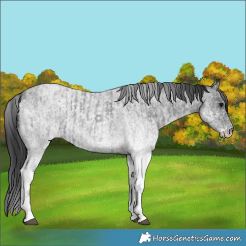 Horse Color:White Spotted Blue Roan Rabicano  and White Spotted Blue Roan Rabicano 