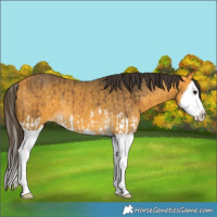 Horse Color:Buckskin Splash  and Buckskin Splash 