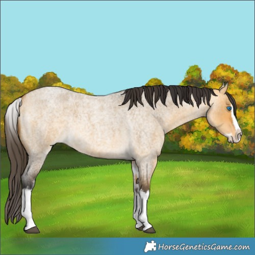 Horse Color:Buckskin Roan Dun Splash  and White Spotted Buckskin Roan Dun Splash 