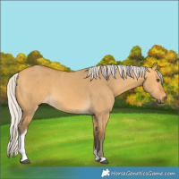 Horse Color:Silver Buckskin Dun Tobiano 