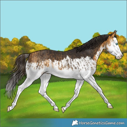 Horse Color:Buckskin Splash  and Buckskin Splash 