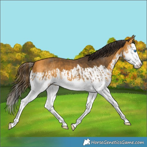 Horse Color:Buckskin Splash and Buckskin Splash