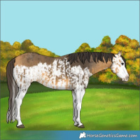 Horse Color:Buckskin Splash and Buckskin Splash