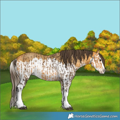 Horse Color:Buckskin Splash  and Amber Cream Champagne Splash 